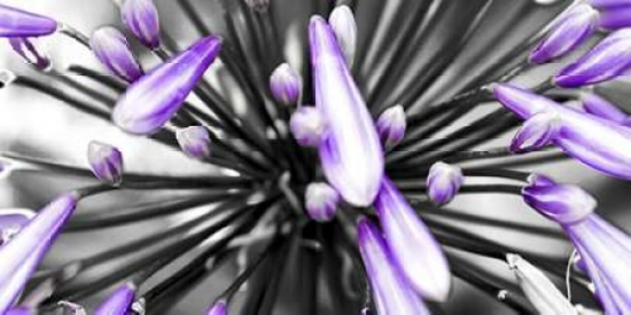 Purple Flower Poster Print by PhotoINC Studio - Item # VARPDXIN34043